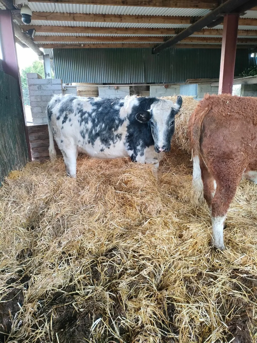 Carnaross Mart 20/01 in calf Heifers - Image 4