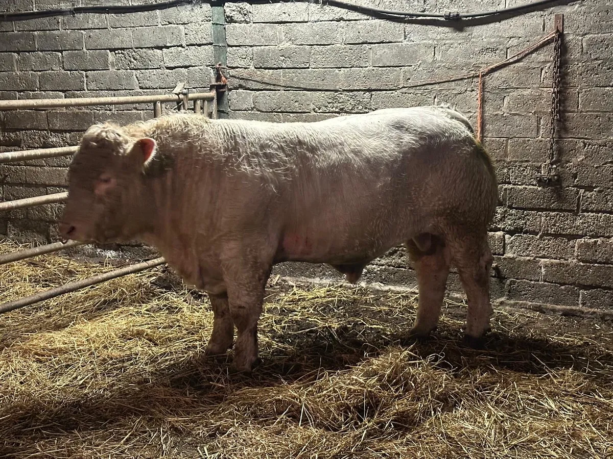 Charolais bull 5⭐️ - Image 2