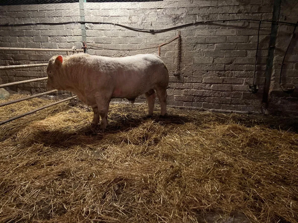 Charolais bull 5⭐️ - Image 3