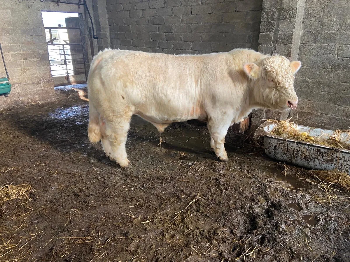 Charolais bull 5⭐️ - Image 4