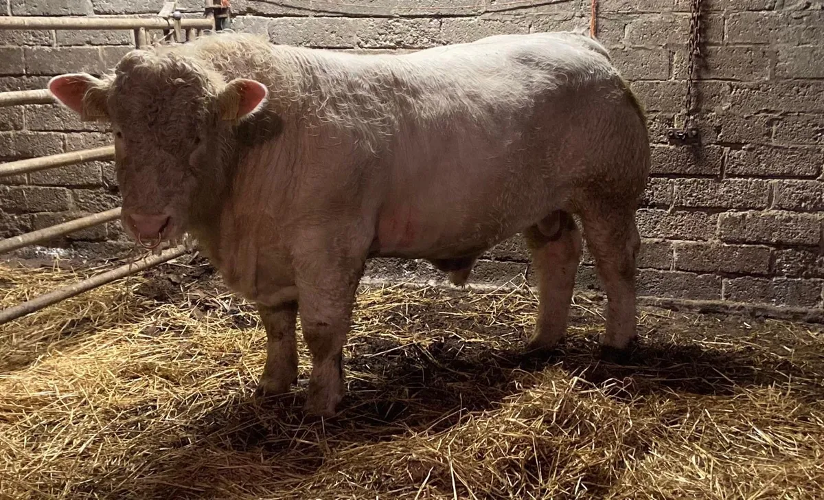 Charolais bull 5⭐️ - Image 1