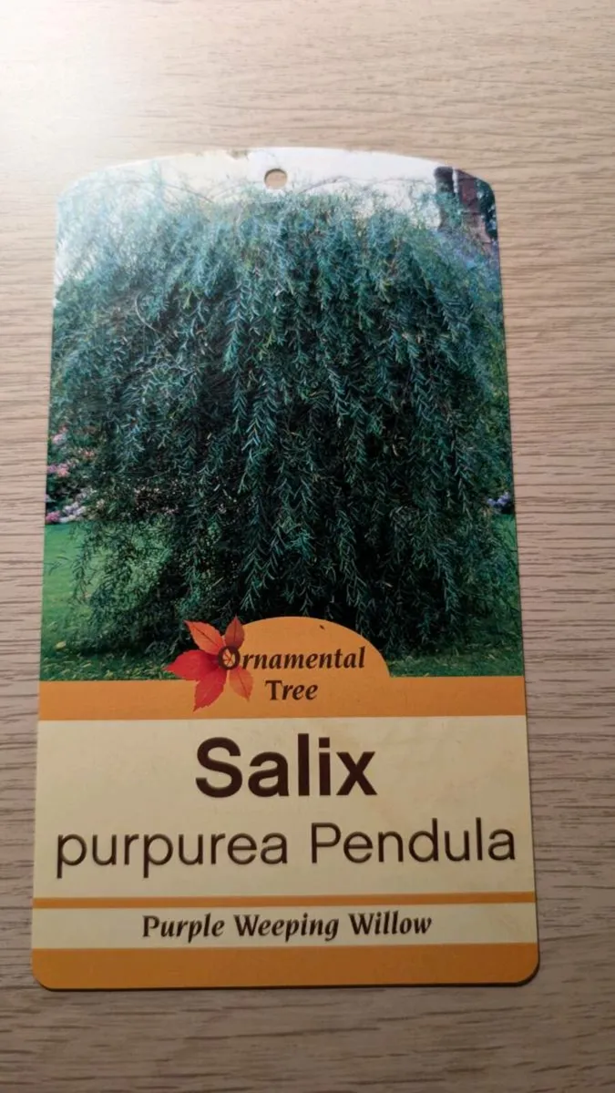 Salix Ornamental Tree - Image 1
