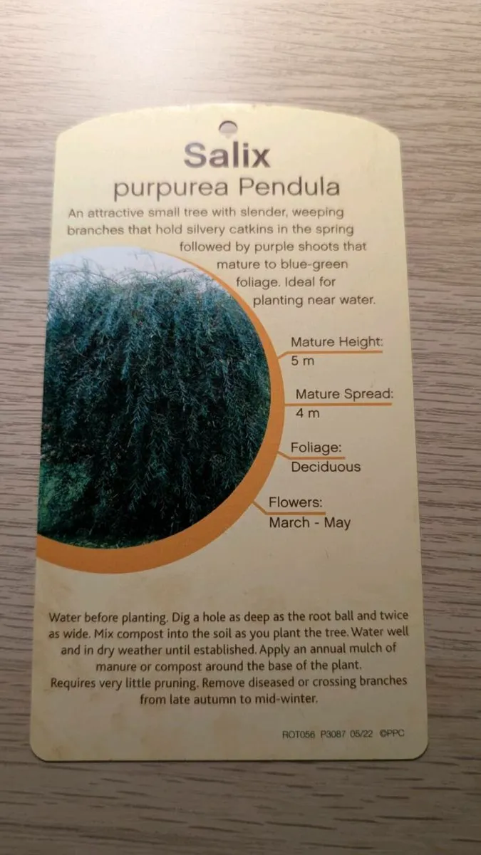 Salix Ornamental Tree - Image 2
