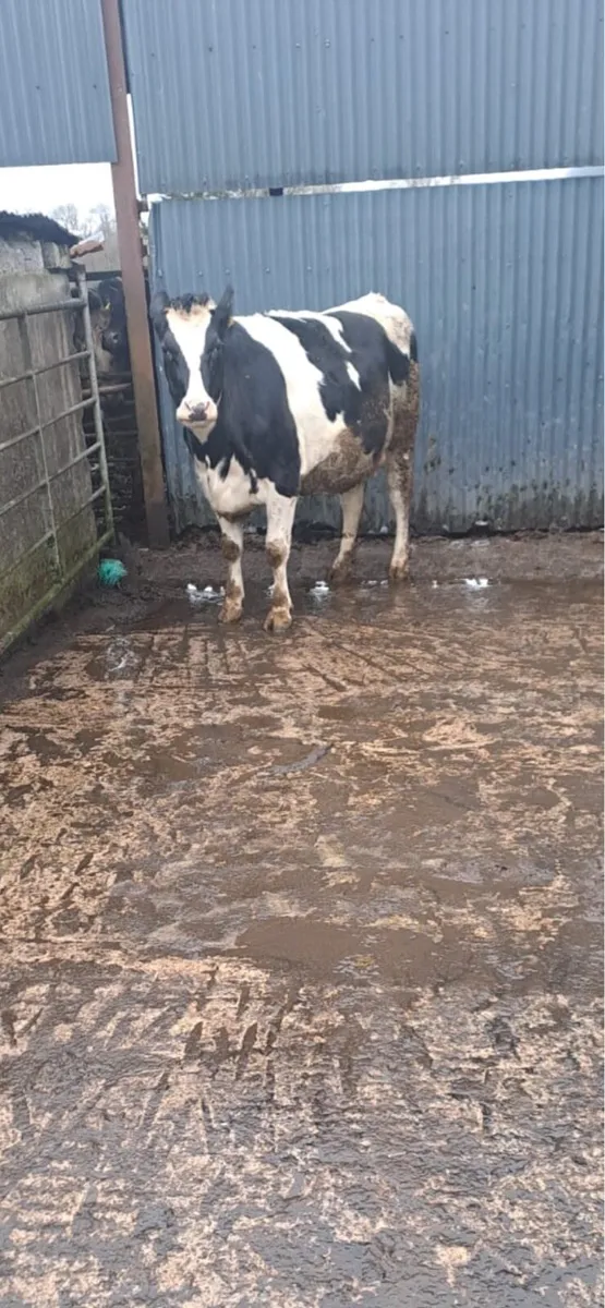British friesian cow for sale - Image 2
