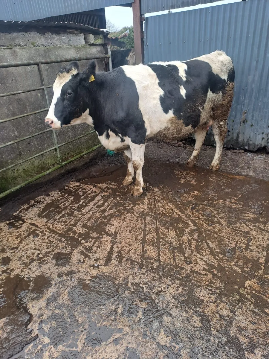 British friesian cow for sale - Image 1