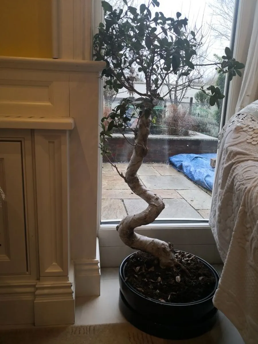 Ginseng & Kalanchoe plants, plus additional white planter - Image 1