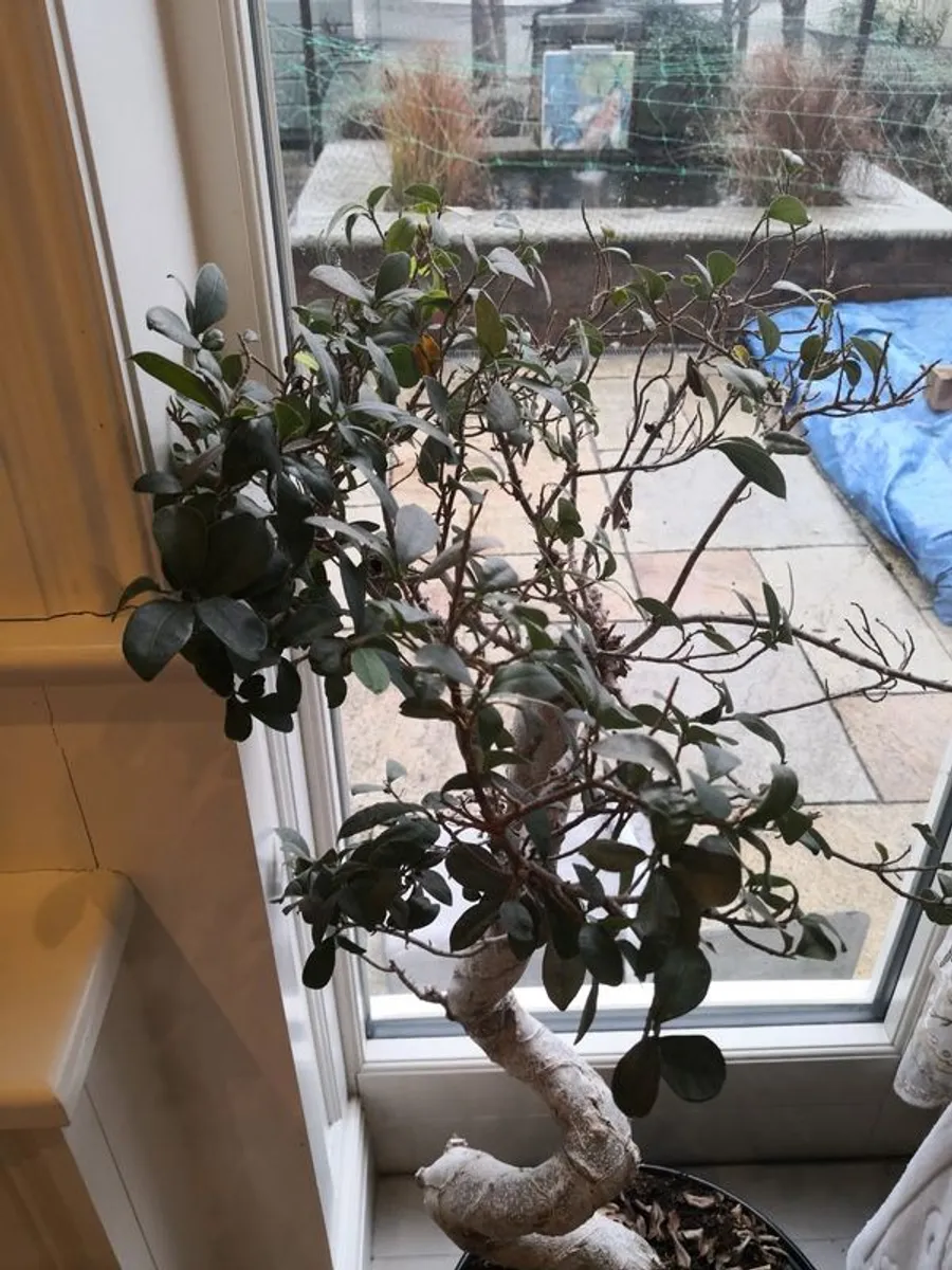 Ginseng & Kalanchoe plants, plus additional white planter - Image 2