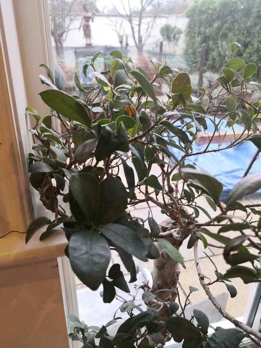 Ginseng & Kalanchoe plants, plus additional white planter - Image 3