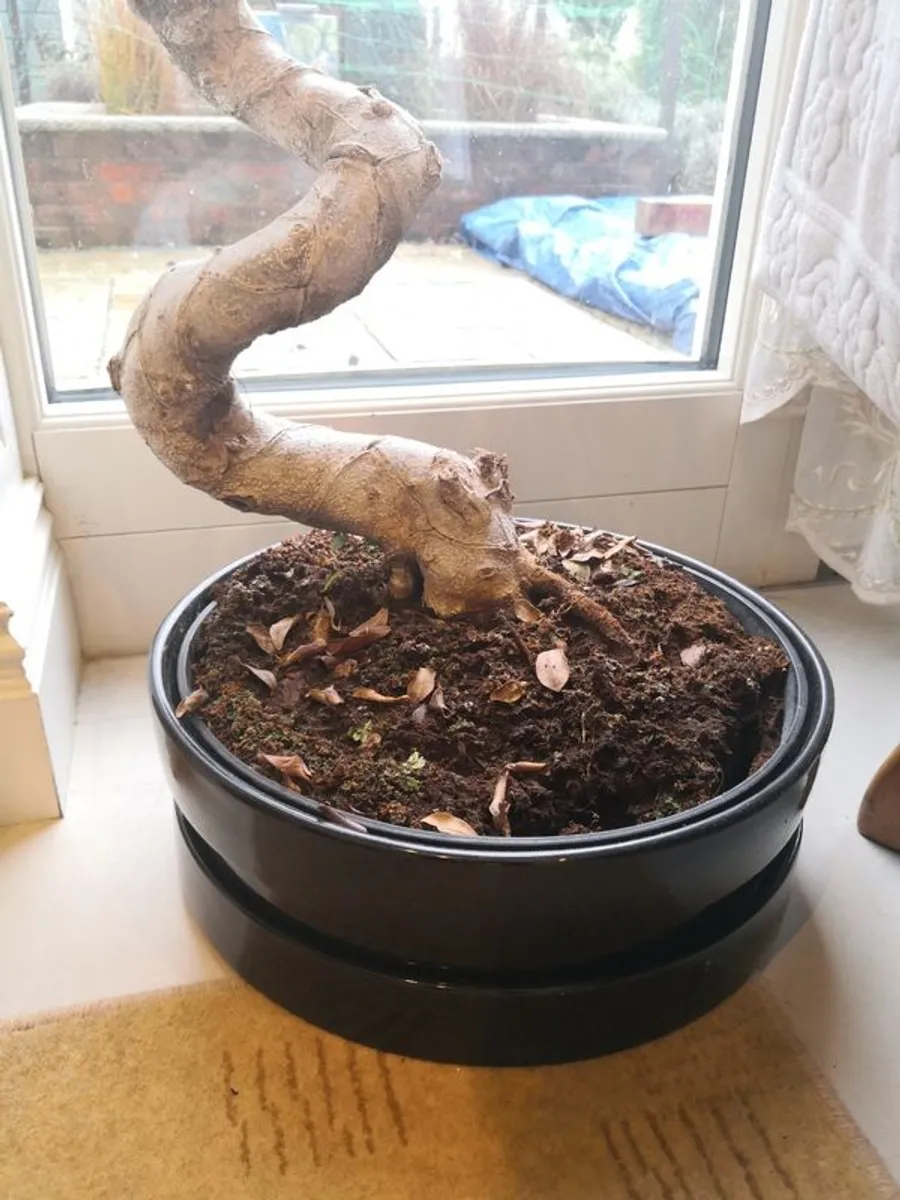 Ginseng & Kalanchoe plants, plus additional white planter - Image 4