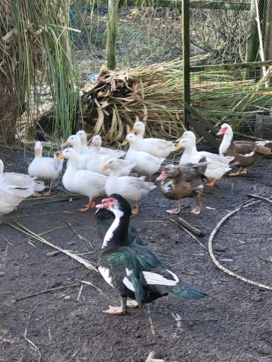 FREE White call drakes