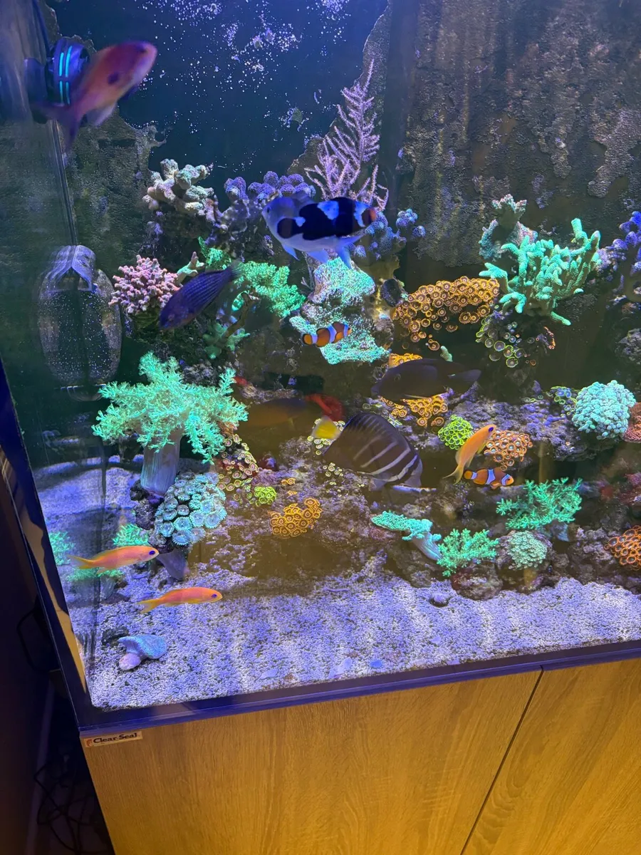 Fish Tank Reef - Image 2