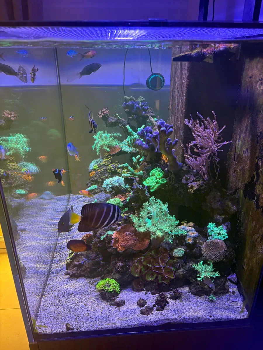 Fish Tank Reef - Image 3