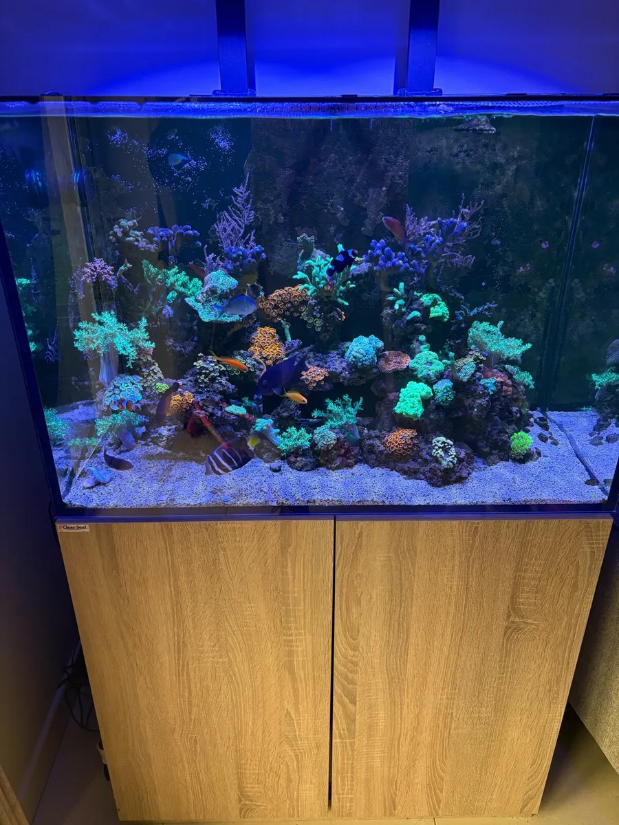Fish Tank Reef - Image 1