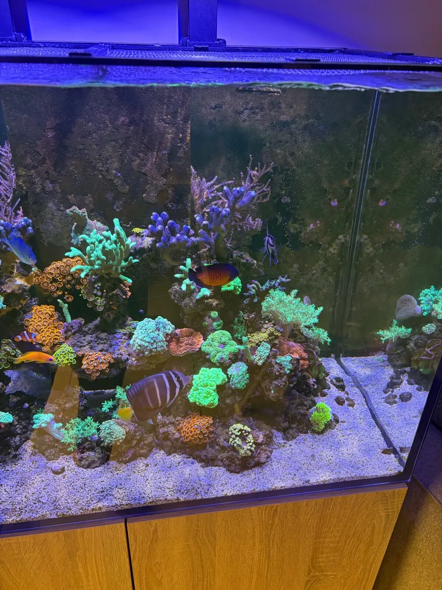 Fish Tank Reef - Image 4