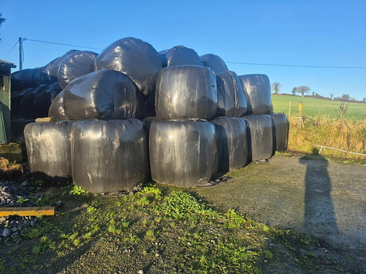Silage bales - Image 1