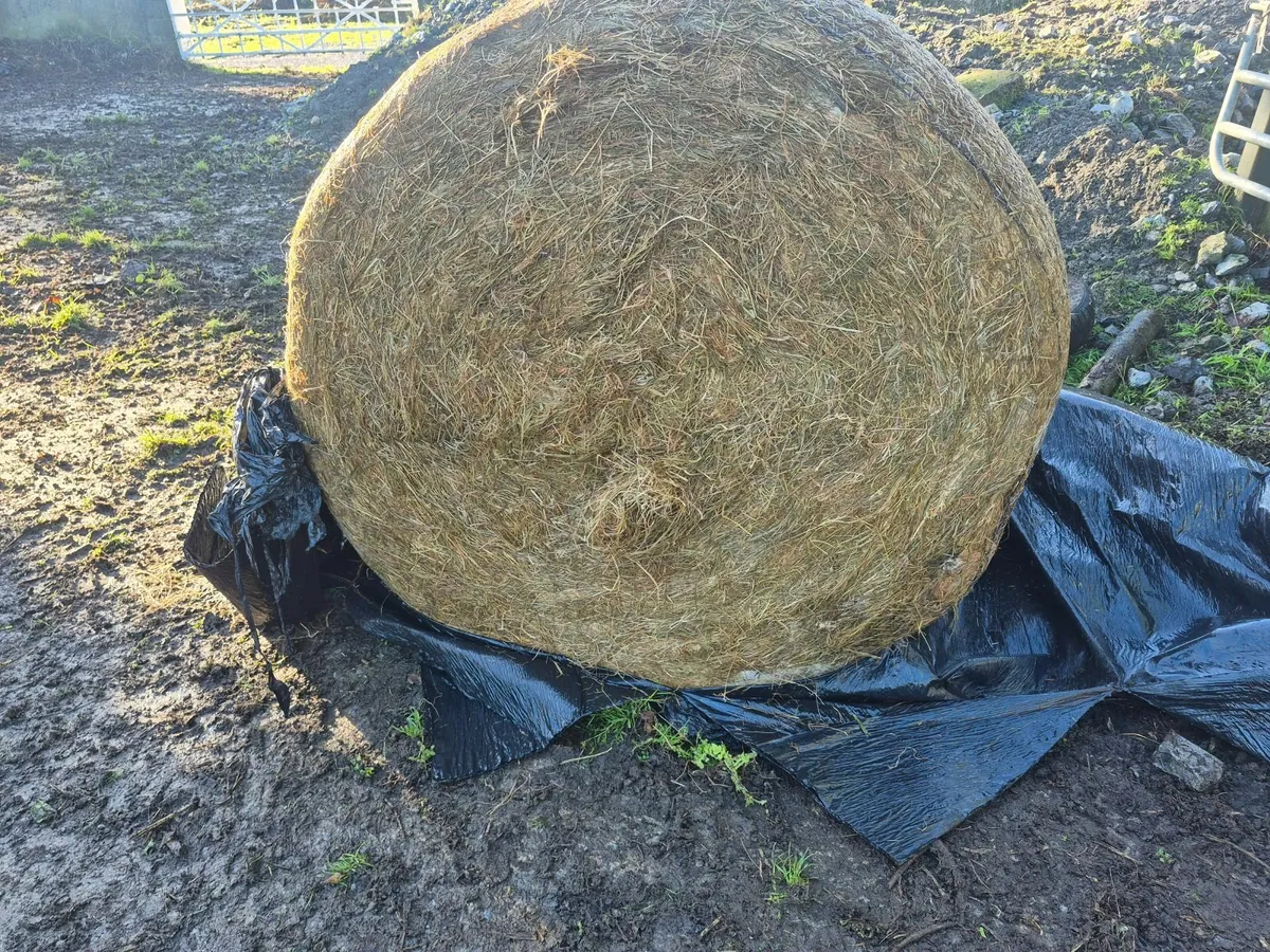 Silage bales - Image 2