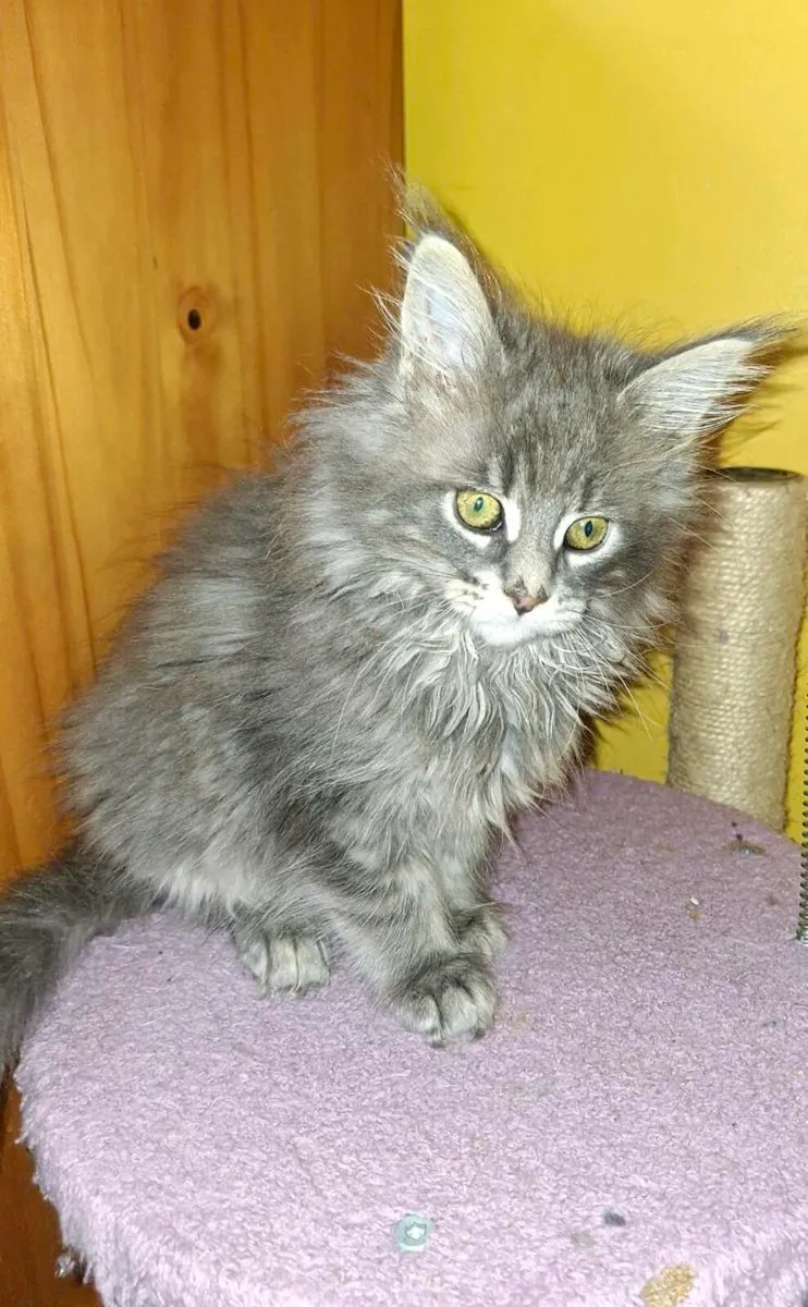 TICA Registered - Image 1