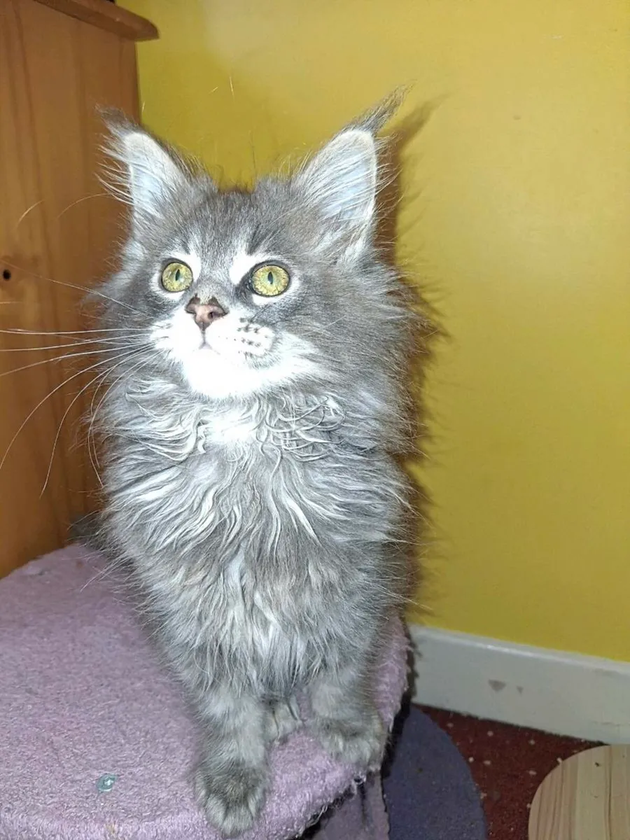 TICA Registered - Image 2