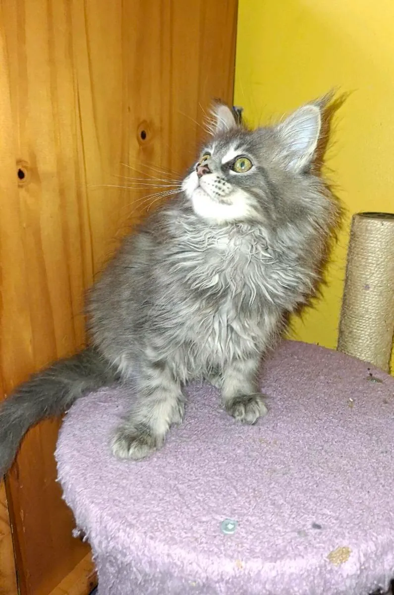 TICA Registered - Image 3