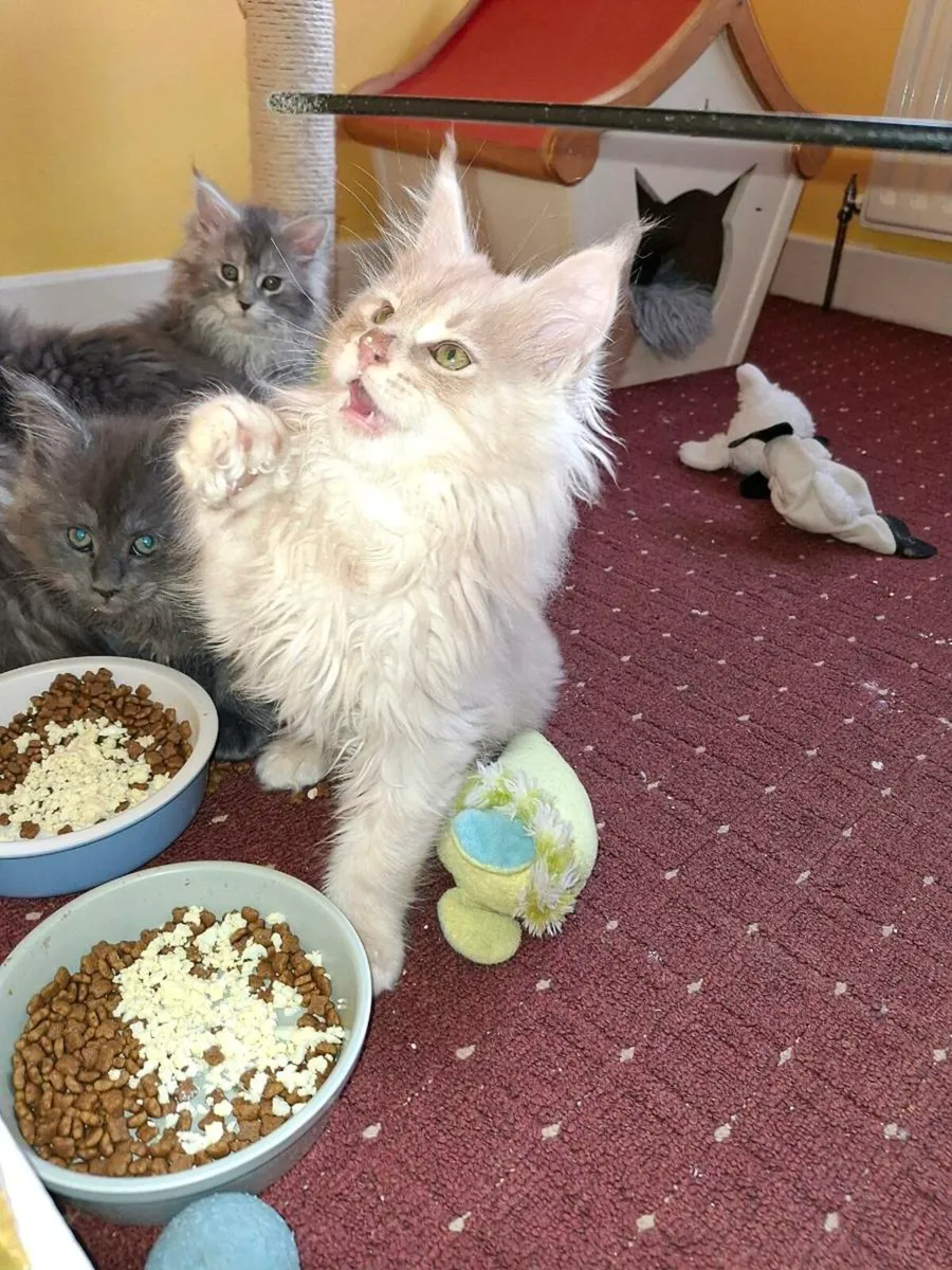 TICA Registered - Image 4