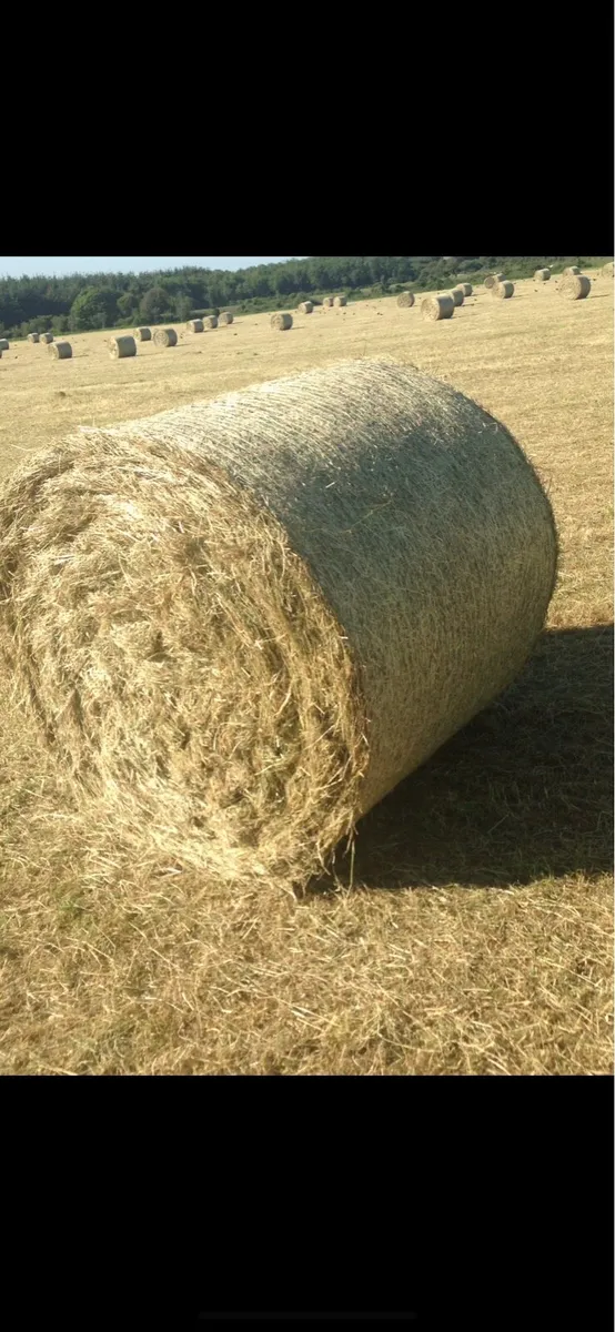 Silage and hay - Image 1