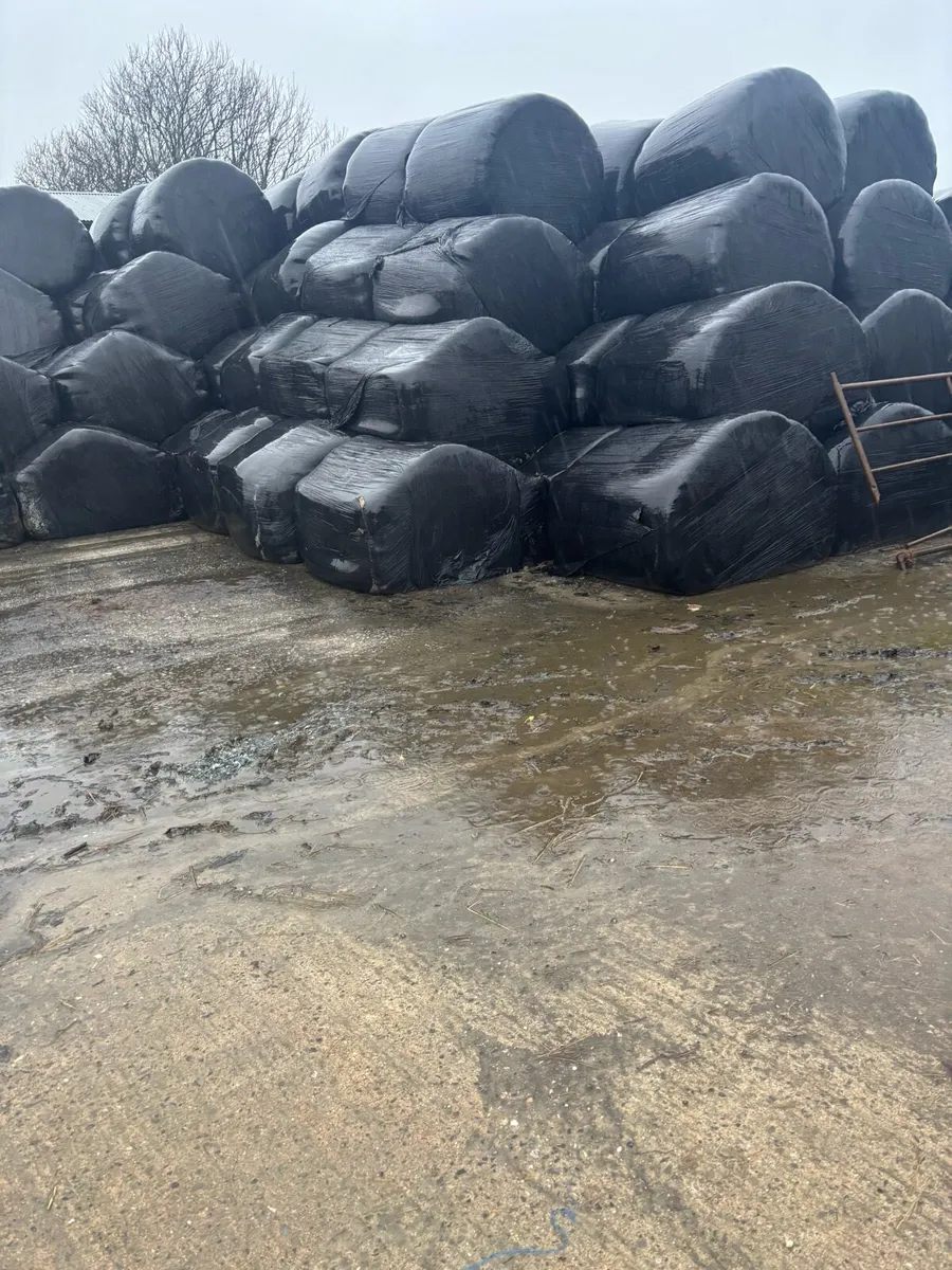 Silage and hay - Image 3