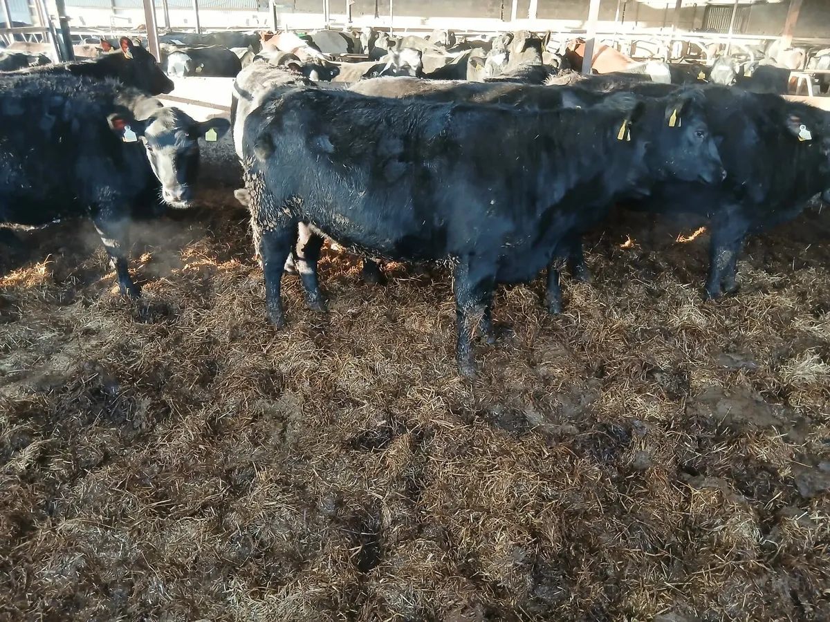 Cork Marts Corrin Fermoy Tuedasy 20th - Image 2