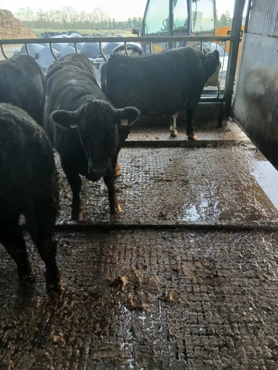 Cork Marts Corrin Fermoy Tuedasy 20th - Image 3