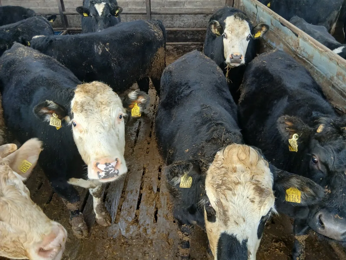 Cork Marts Corrin Fermoy Tuedasy 20th - Image 4