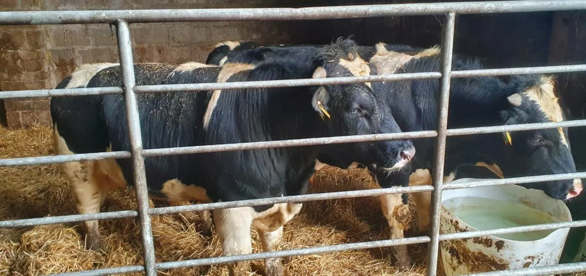 British Friesian Bulls - Image 1