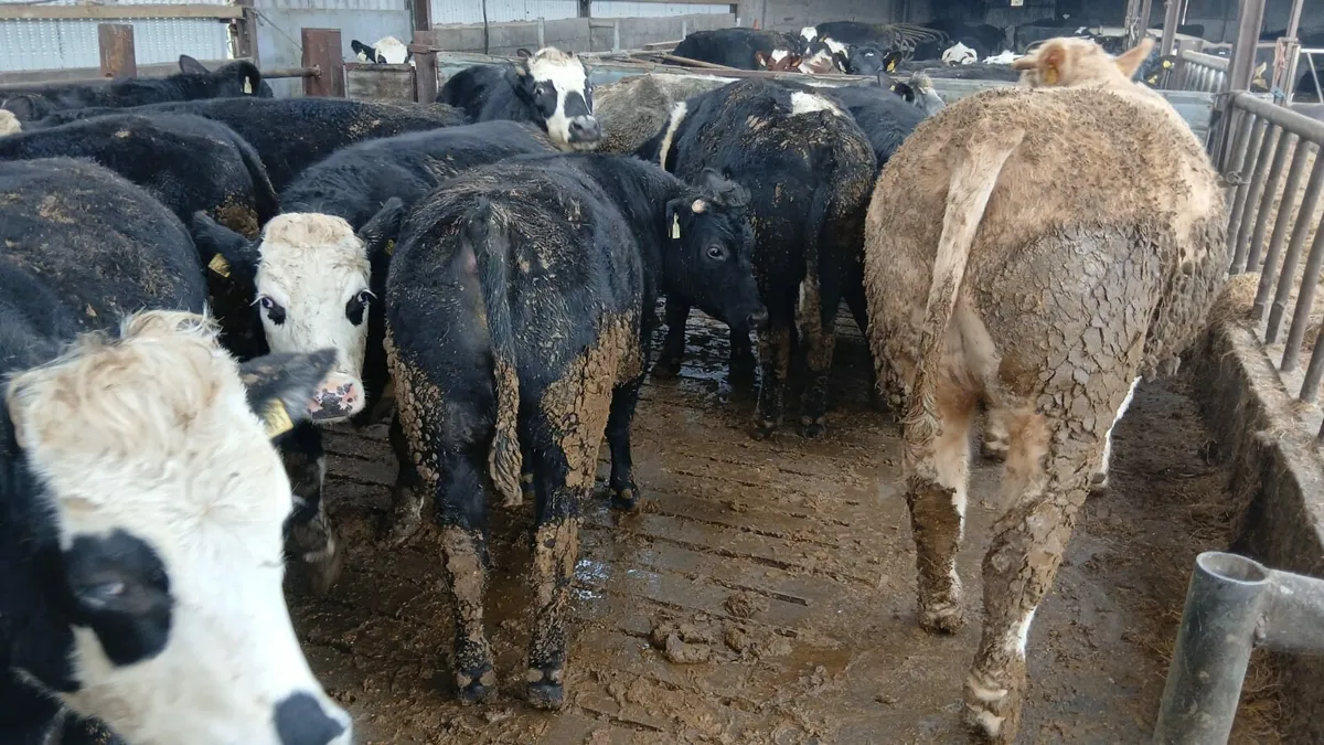 Cork Marts Corrin Fermoy Tuedasy 20th - Image 1