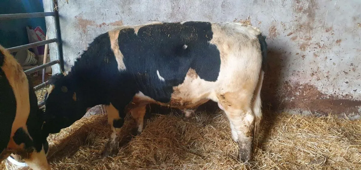 British Friesian Bulls - Image 2