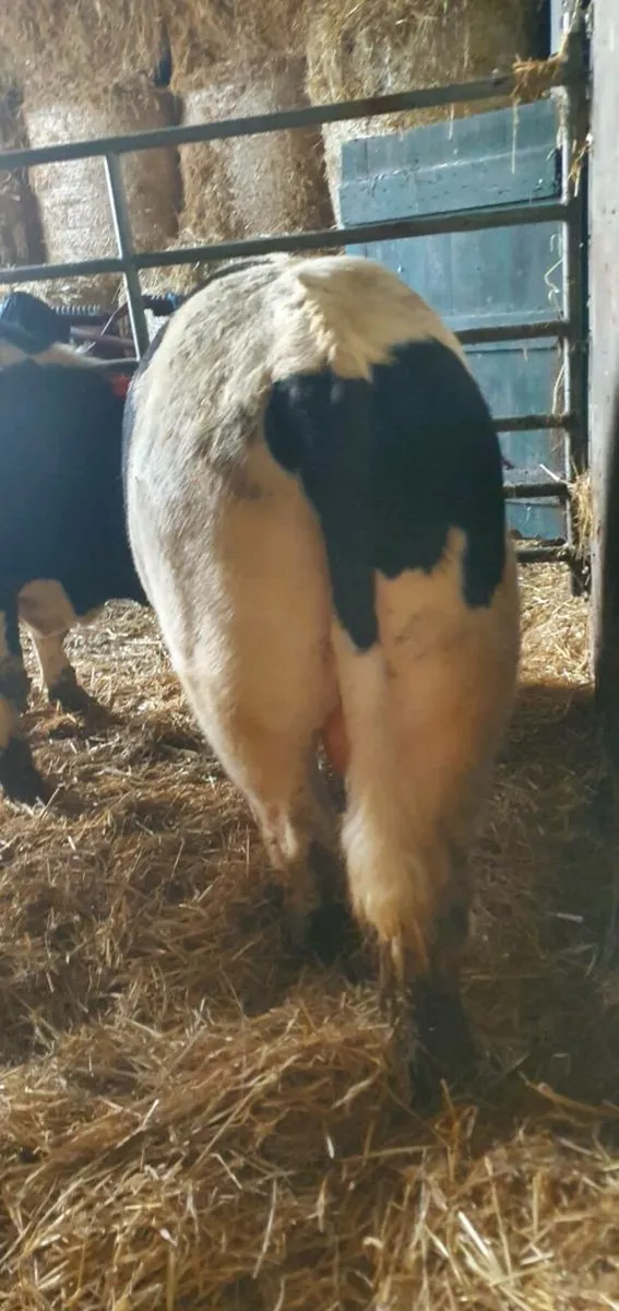 British Friesian Bulls - Image 3