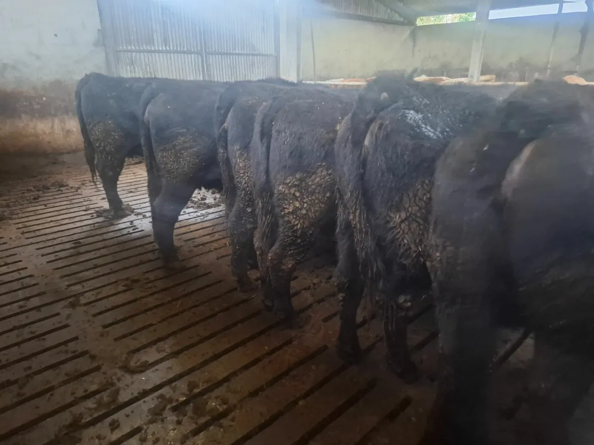 PEDIGREE REGISTERED COWS - Image 2