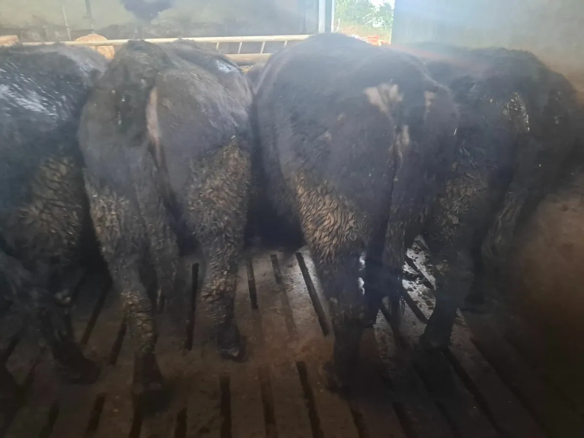 PEDIGREE REGISTERED COWS - Image 4