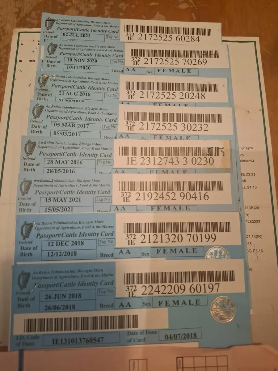 PEDIGREE REGISTERED COWS - Image 1