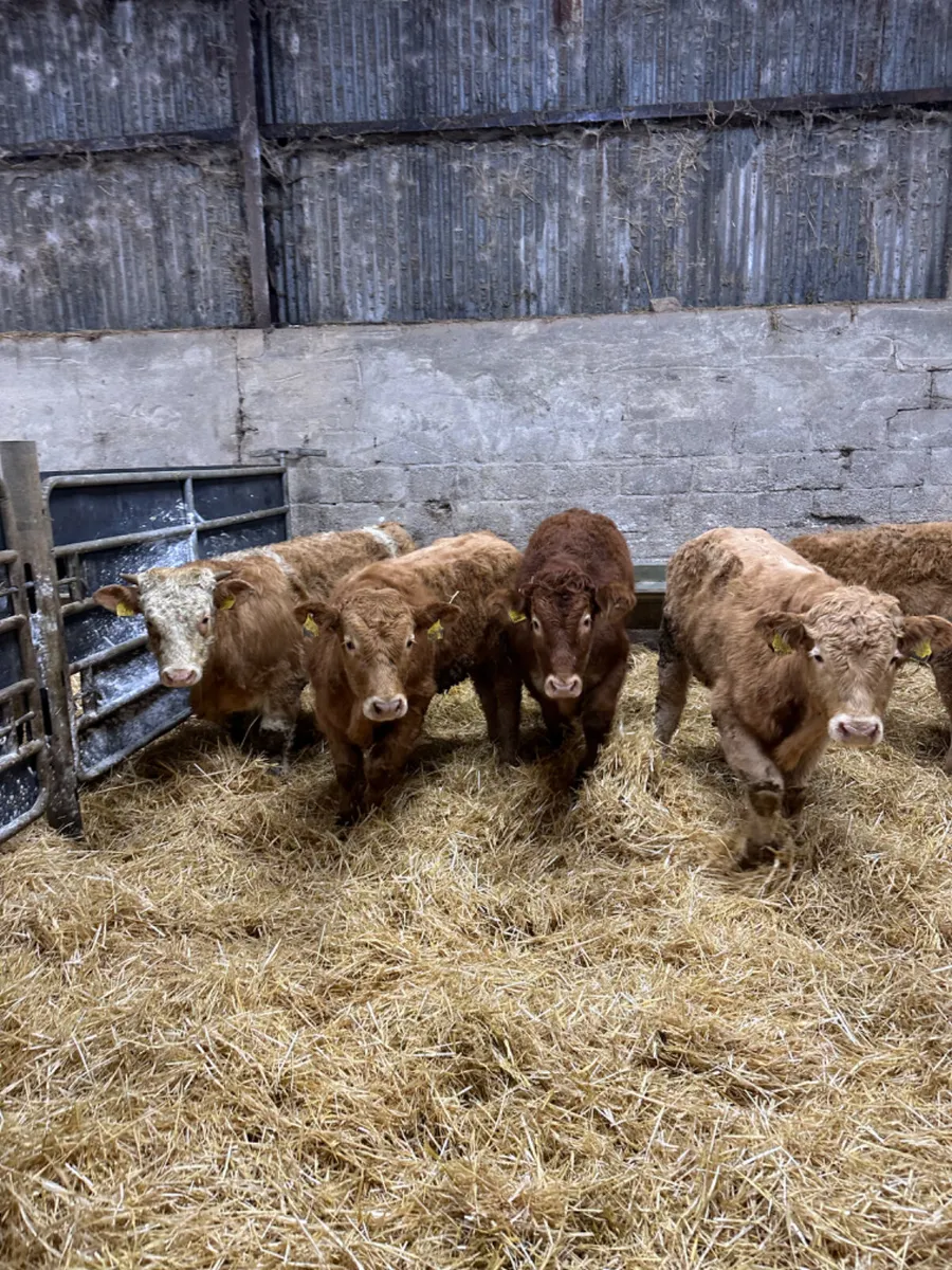 Charolais lim bulls and bullocks - Image 3