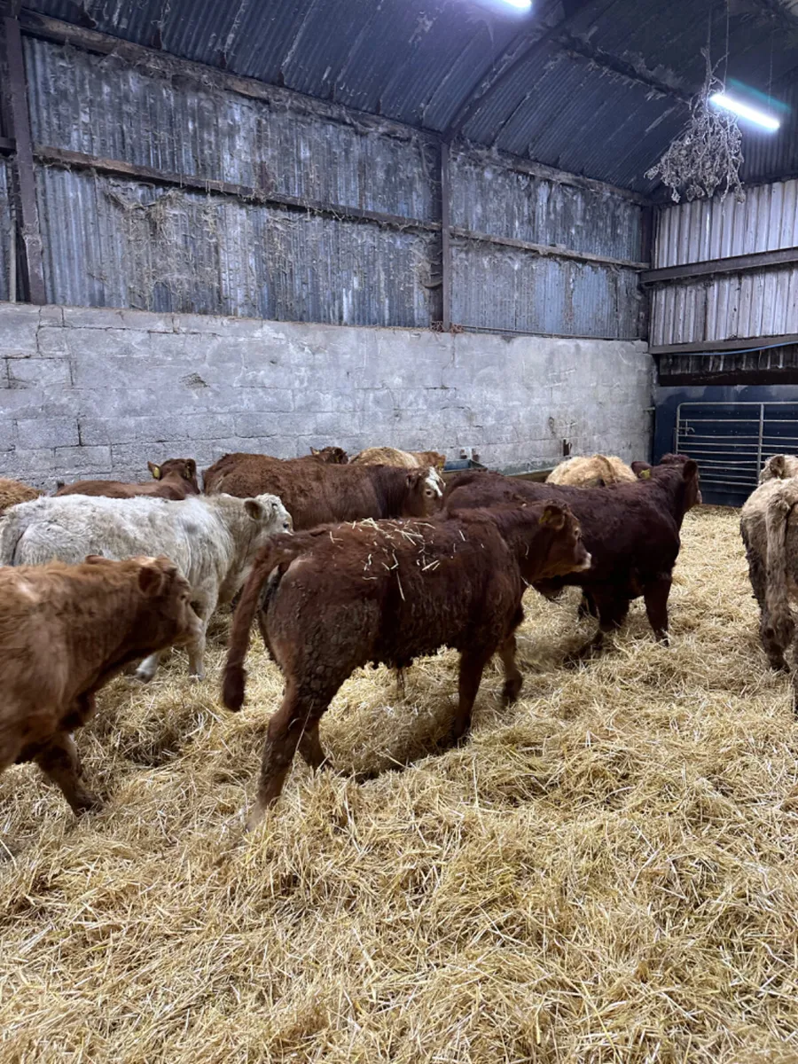 Charolais lim bulls and bullocks - Image 2