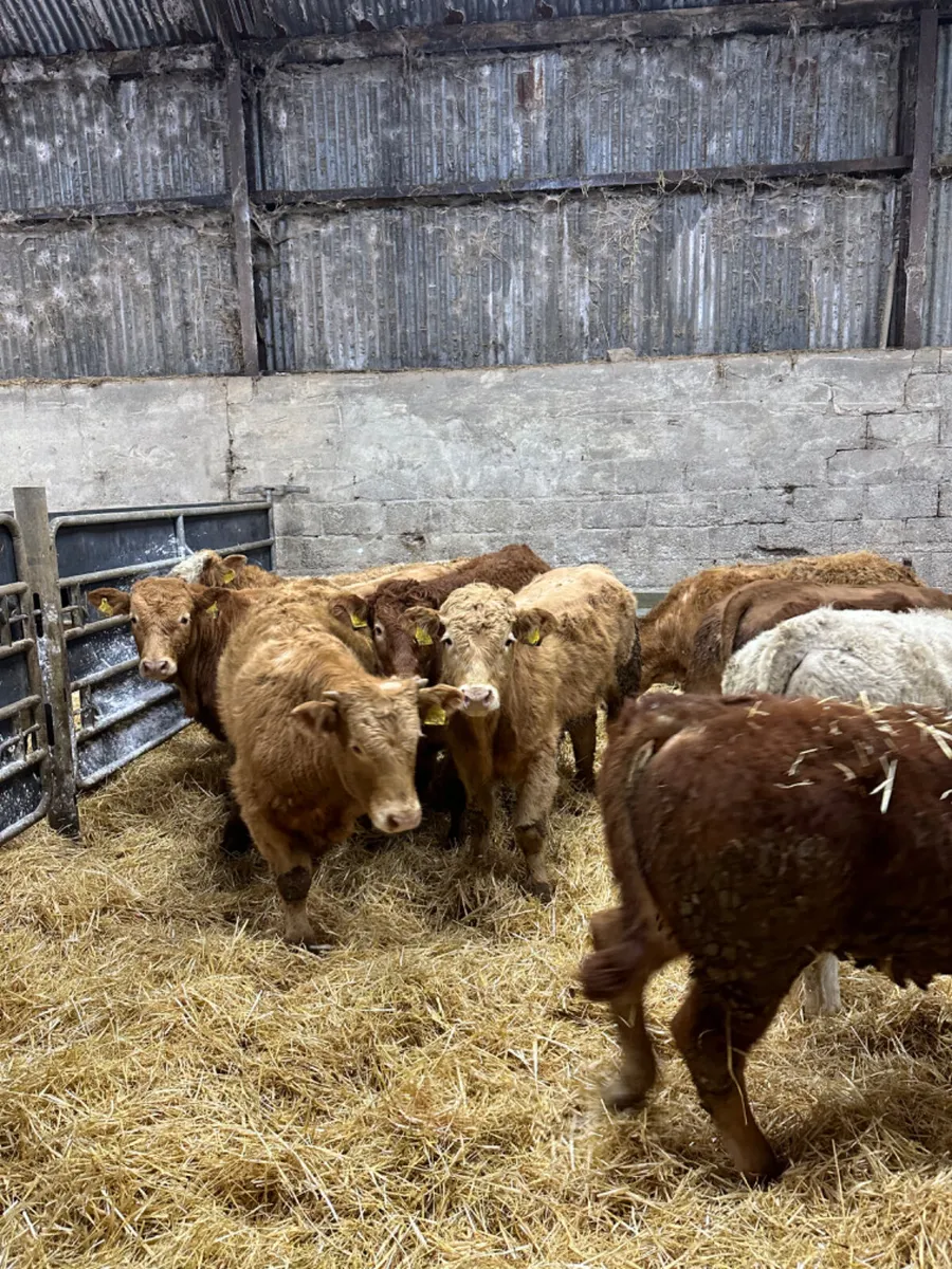 Charolais lim bulls and bullocks - Image 1