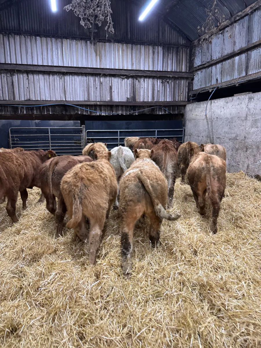 Charolais lim bulls and bullocks - Image 4