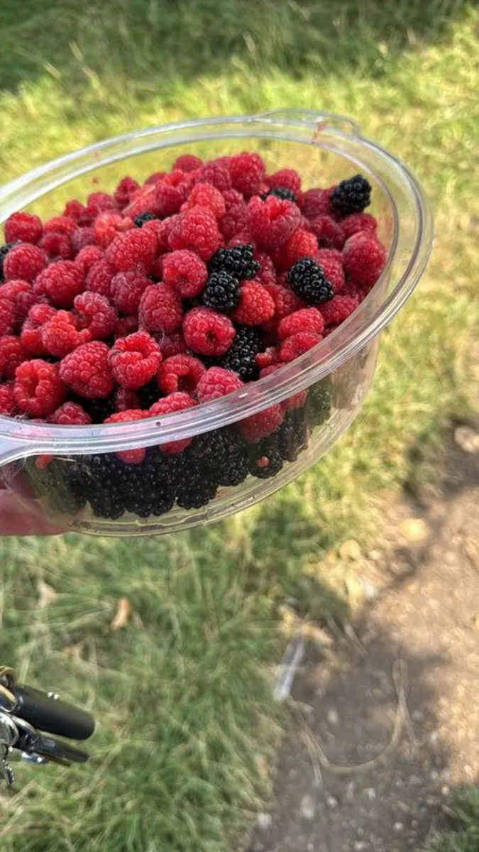 Everbearing Raspberry Canes available from February 2026 - Image 1