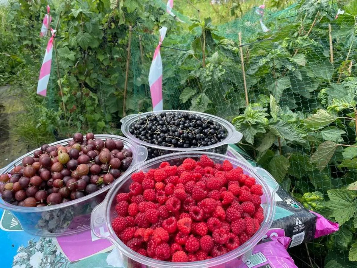 Everbearing Raspberry Canes available from February 2026 - Image 4