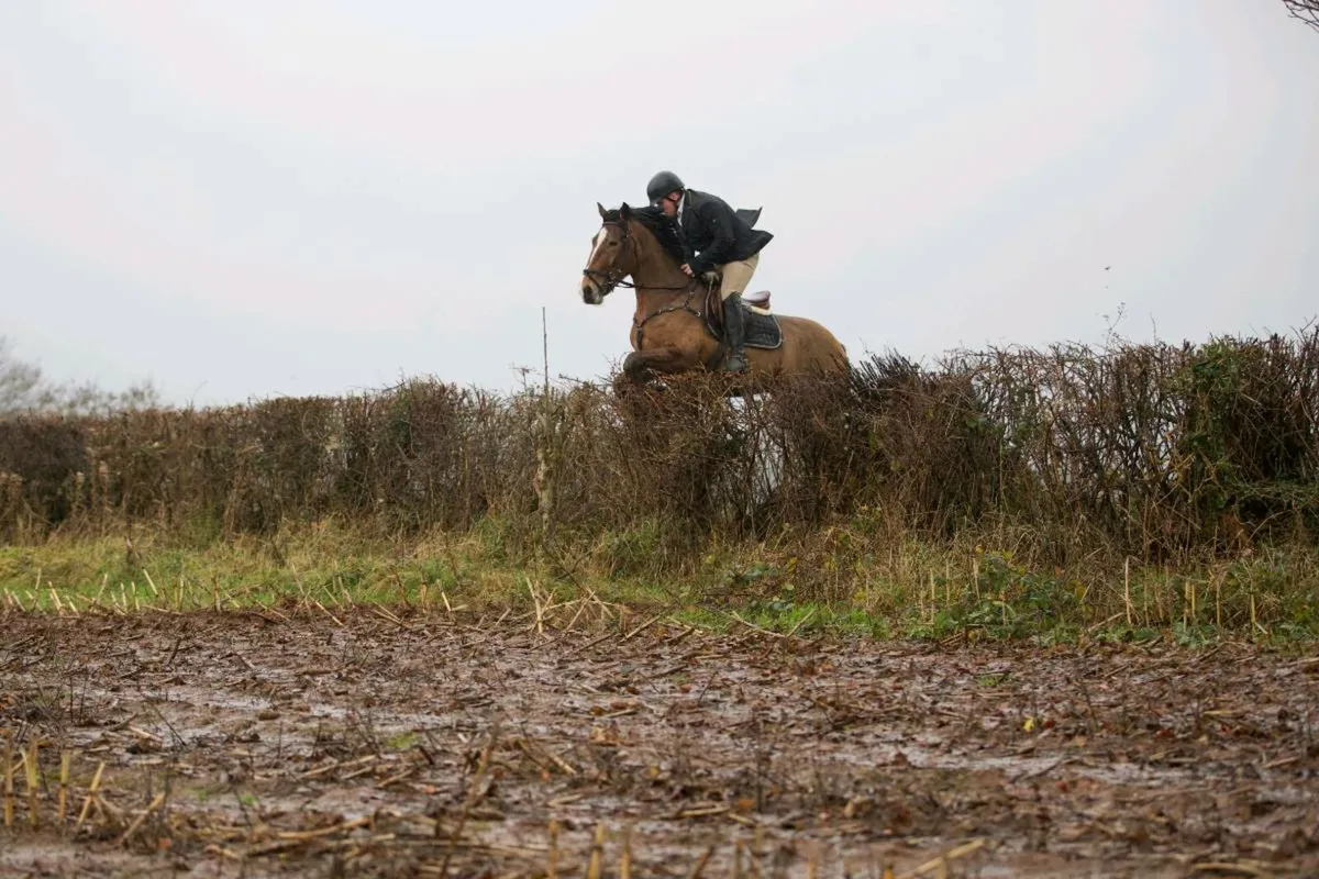 Cob x sport horse - Image 2