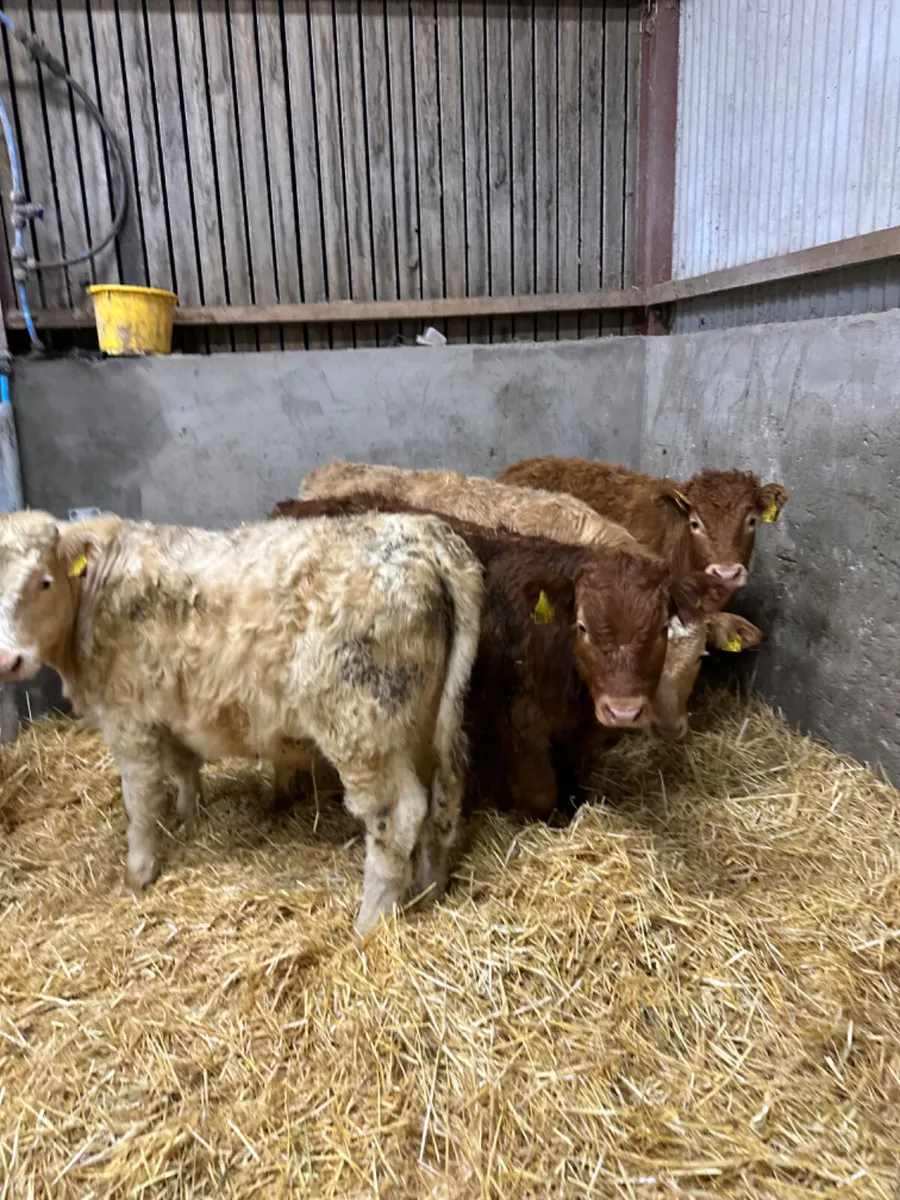 Charolais and lim bulls - Image 3