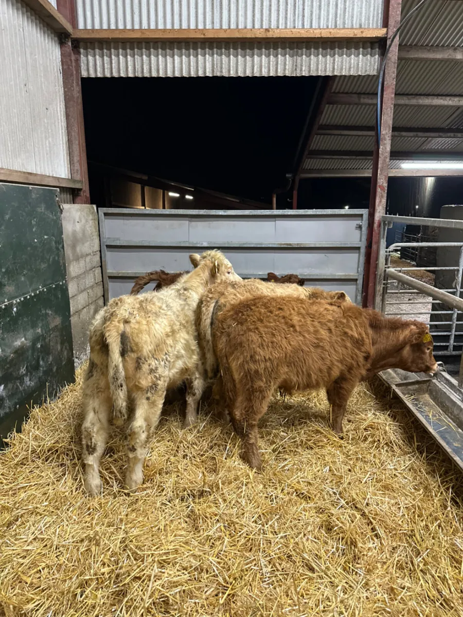 Charolais and lim bulls - Image 1