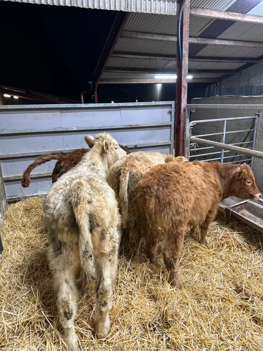 Charolais and lim bulls - Image 2