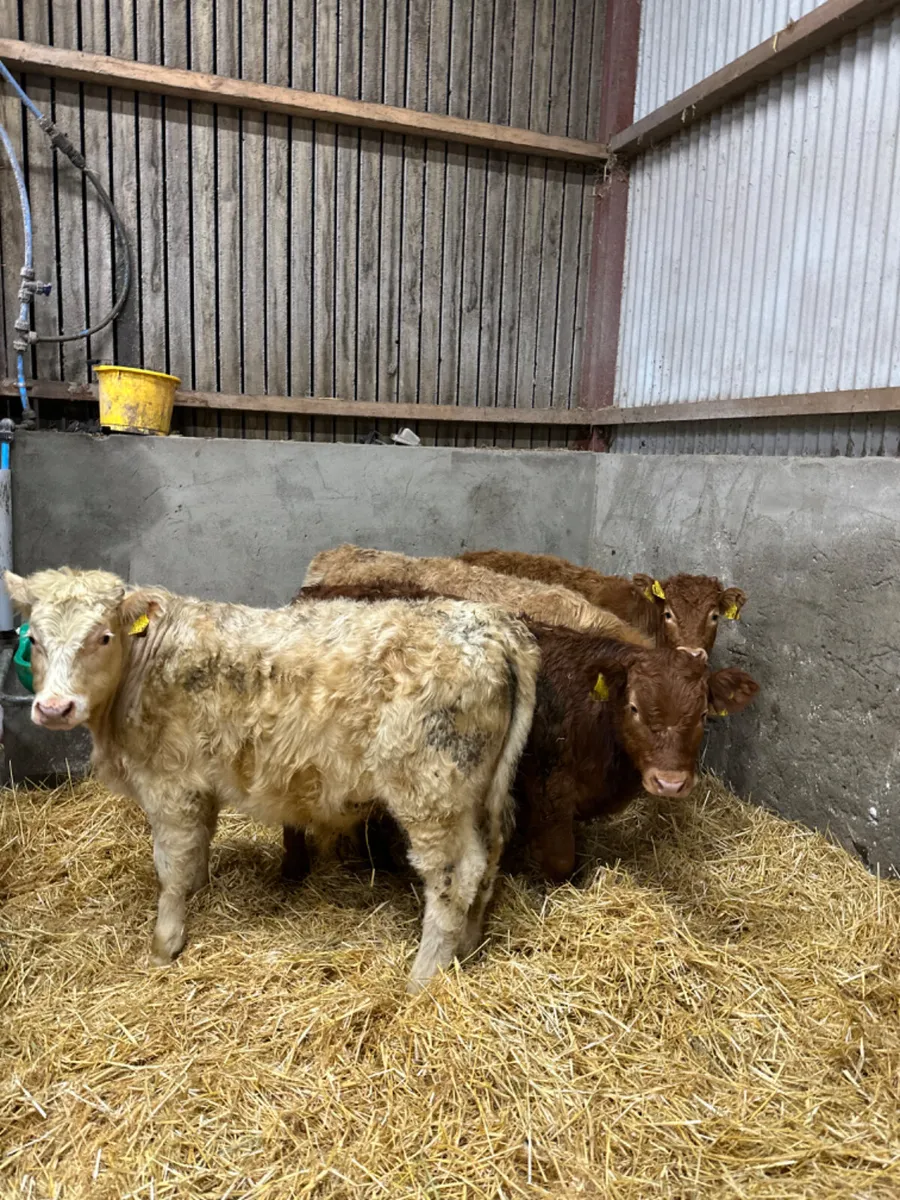 Charolais and lim bulls - Image 4