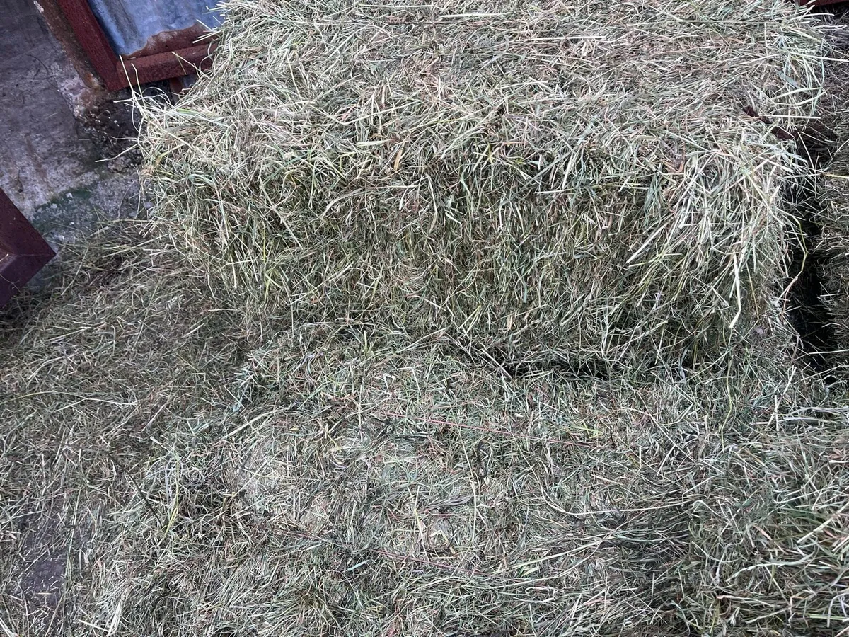 Small square bales of haylage - Image 4