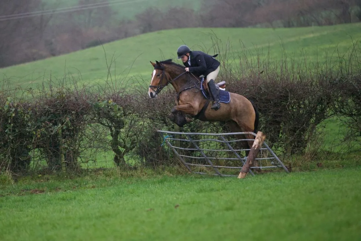 Cob x sport horse - Image 1