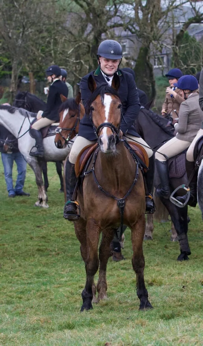 Cob x sport horse - Image 3